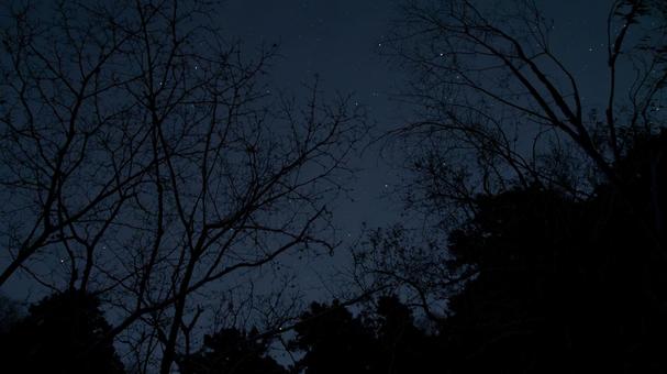 枝影に浮かぶ星空の詩 枝影に浮かぶ星空の詩の写真