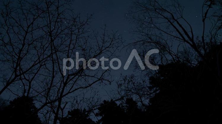 枝影に浮かぶ星空の詩 枝,シルエット,星空の写真素材
