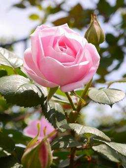 ピンクのバラの写真