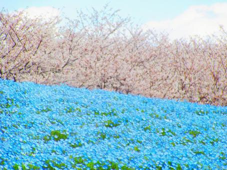 Sakura and Nemophila, JPG Sakura and Nemophila, JPG