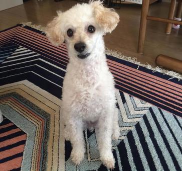 犬 プードル 犬 プードルの写真