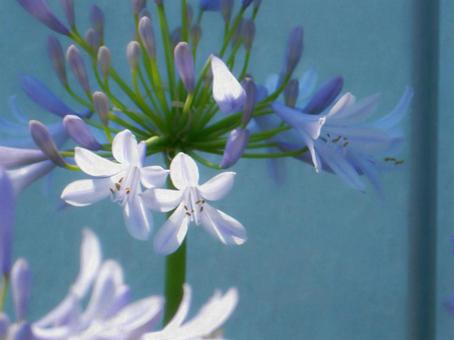 Photo, agapanthus, purple clam, blue, 