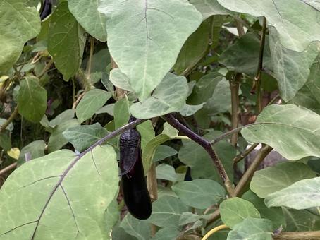 茄子 茄子,葉,みどりの写真素材