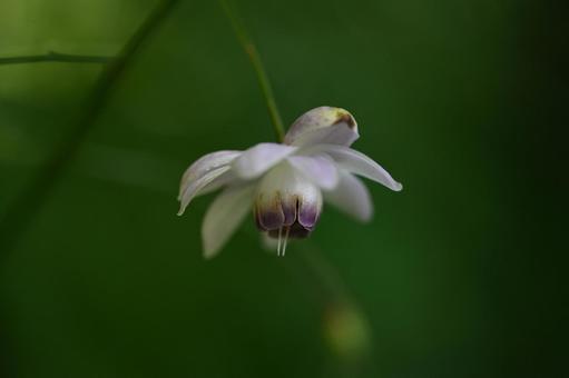 軽井沢町植物園で撮ったレンゲショウマ 軽井沢町植物園で撮ったレンゲショウマ フラワー,風景,自然の写真素材