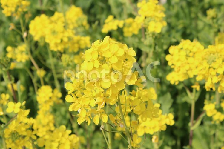 菜の花02 菜の花,菜の花畑,花畑の写真素材