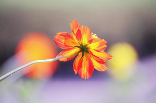 Colorful background and yellow cosmos, JPG