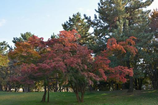 紅葉 紅葉の写真
