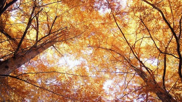 紅葉-1329 メタセコイア,オレンジ色,茶褐色の写真素材