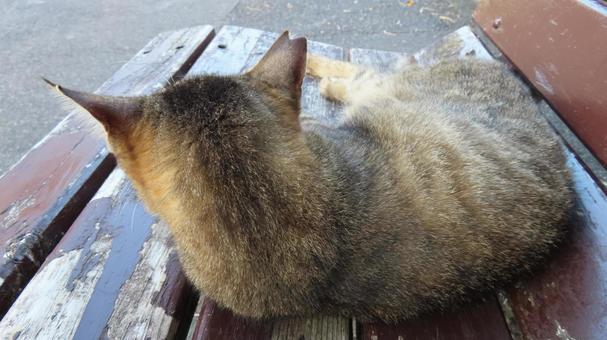 ベンチの上で夕涼みしているもふもふな猫 ベンチの上で夕涼みしているもふもふな猫の写真