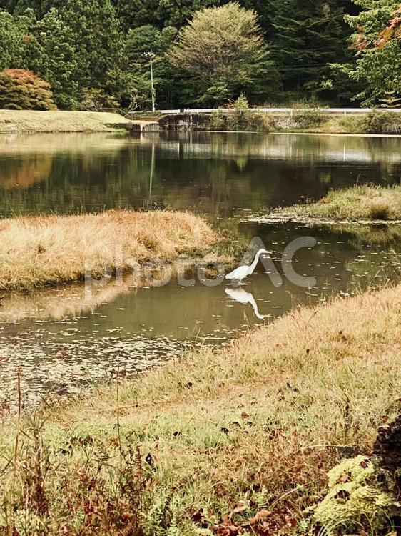 段戸裏谷原生林 段戸裏谷原生林,色,鮮やかの写真素材