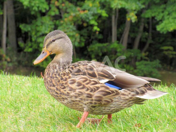 鴨  マダラガモ  生き物  鳥  鴨,マダラガモ,鳥の写真素材