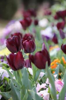 Tulip, tulip, natural, flower, JPG