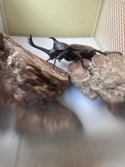 カブトムシ カブトムシの写真