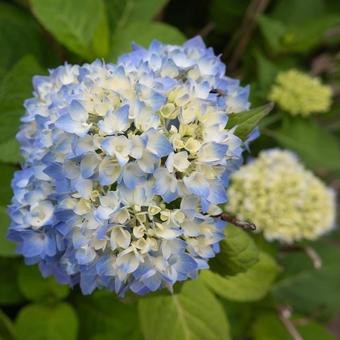 Flower Photo Hydrangea, JPG
