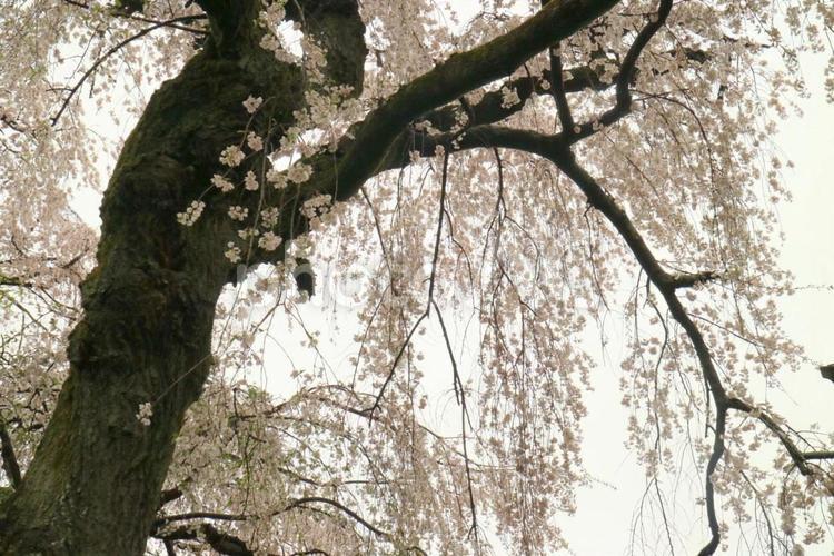 しだれ桜 しだれ桜,そよぐ,たいぼくの写真素材
