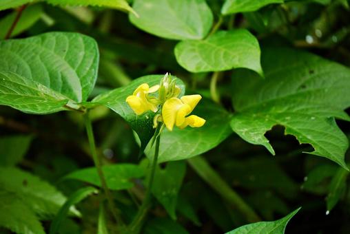 Long-legged pea flower, JPG