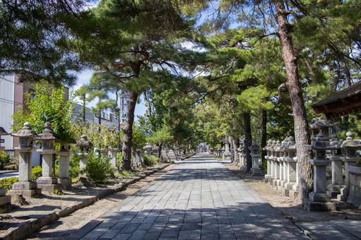 長浜八幡宮 参道 長浜八幡宮 参道 長浜八幡宮,参道,長濱八幡宮の写真素材