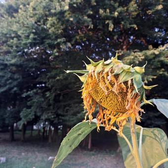 ひまわり ひまわり,向日葵,花の写真素材
