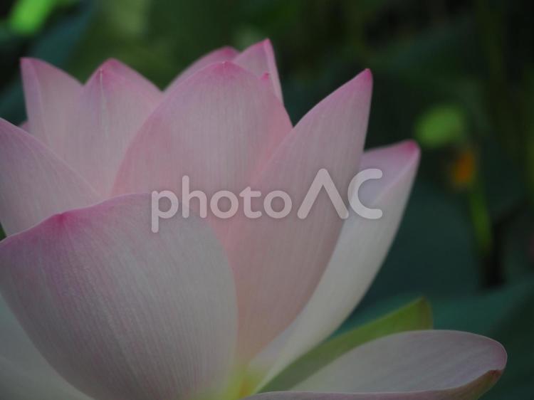 蓮の花 薄ピンク,蓮,花の写真素材