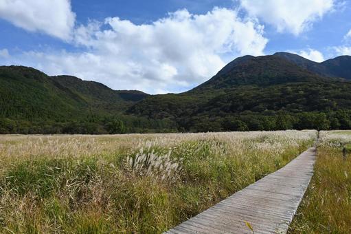 タデ原湿原 タデ原湿原,長者原,久住の写真素材