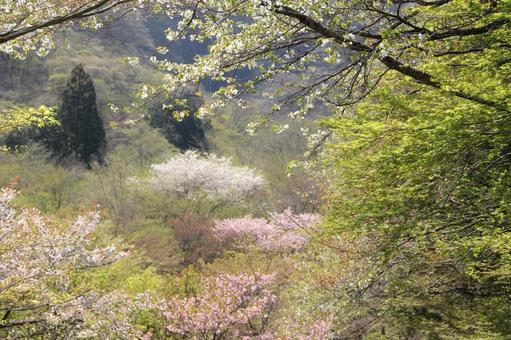 山の風景 山の風景の写真