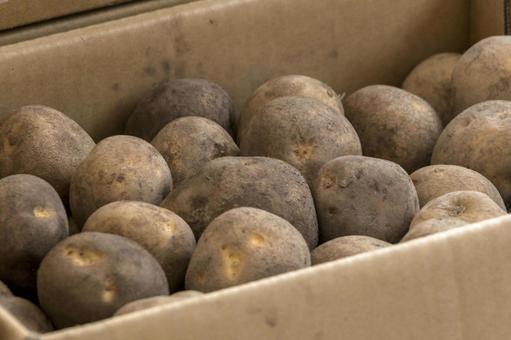 じゃがいも1 じゃがいも1 じゃがいも,芋,根菜の写真素材