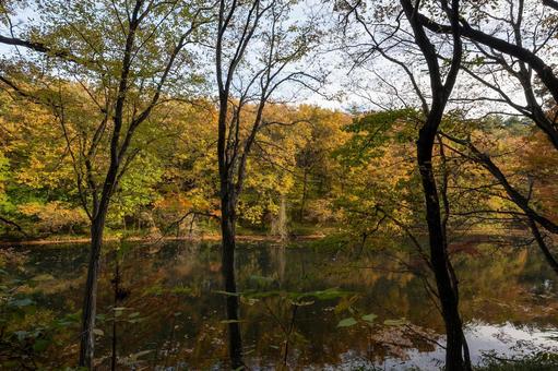 秋の公園 秋の公園の写真