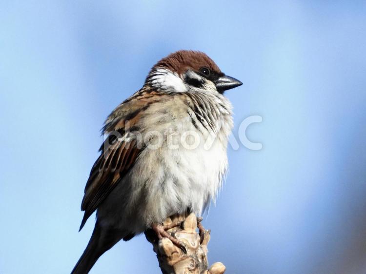 枝の先端につかまるスズメ 鳥,野鳥,スズメの写真素材