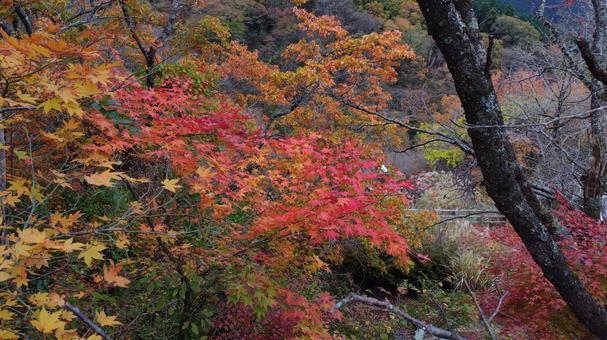 Autumn leaves maple ④, JPG