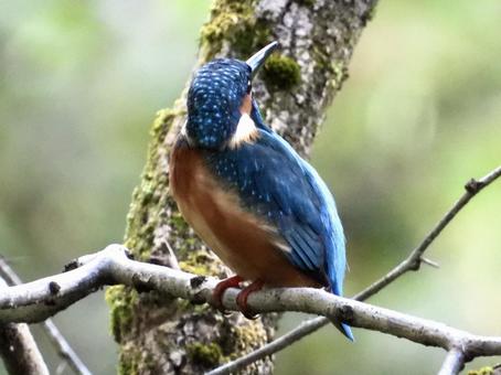 枝につかまるカワセミの写真