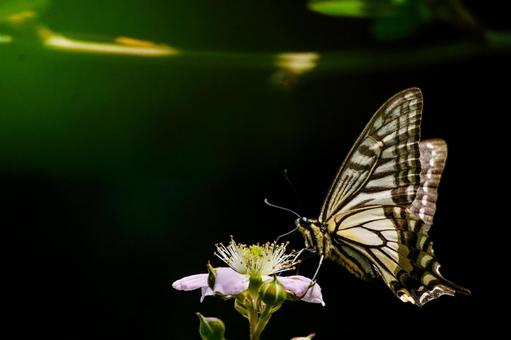 アゲハチョウ アゲハチョウ,あげはちょう,蝶々の写真素材