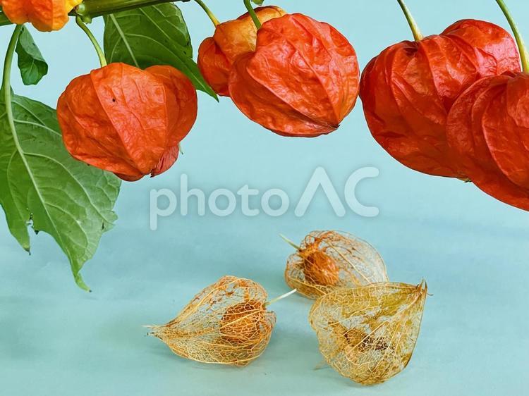 夏の風物詩｜鮮やかに色づいたほおづき ほおづき,鬼灯,ホオズキの写真素材