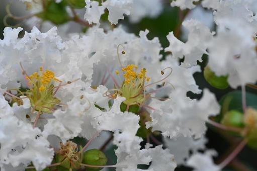 サルスベリ サルスベリの写真