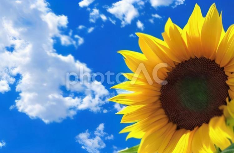ひまわりと青空　背景素材2 ひまわり,向日葵,花の写真素材