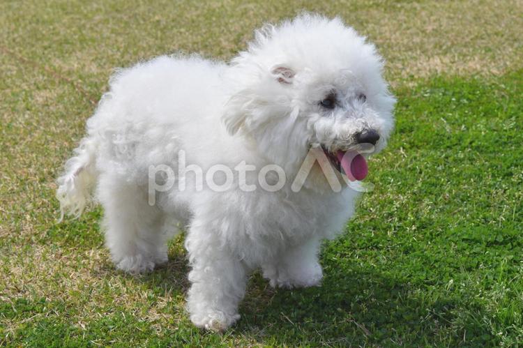 芝生の上のビションフリーゼ ビションフリーゼ,犬,ペットの写真素材