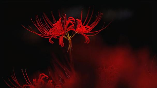 秋:彼岸花 秋:彼岸花の写真