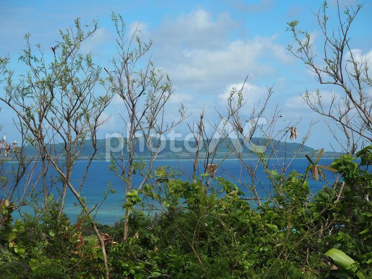 草木の向こうに見える島と海 石垣島,沖縄,南国の写真素材