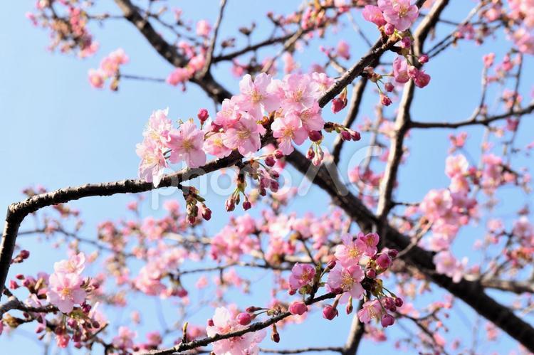 春の訪れを感じるピンクの桜の枝と花、青空 桜,春,花の写真素材