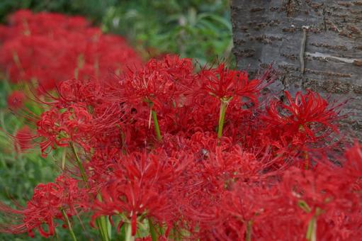深紅 深紅の写真