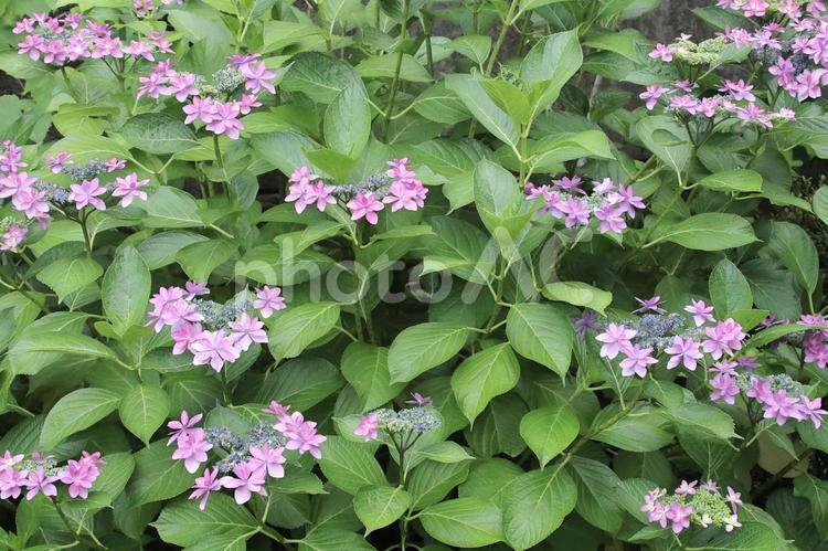 ガクアジサイ 植物,花,紫陽花の写真素材