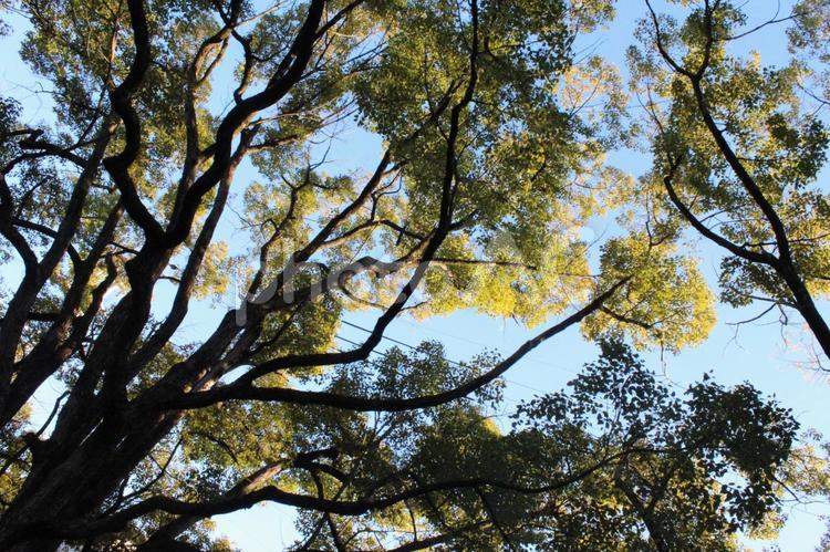 樹木 樹木,木,空の写真素材