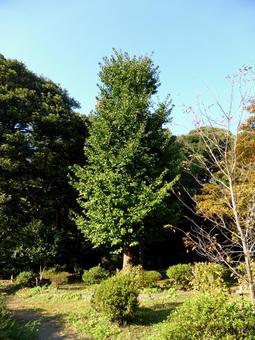 10月の山林、葉はまだ緑色のイチョウの木の写真