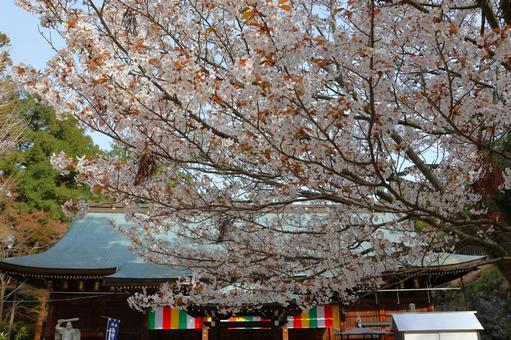 4月上旬の四国八十一番霊場白峯寺の桜の花 4月上旬の四国八十一番霊場白峯寺の桜の花 背景,桜,花の写真素材