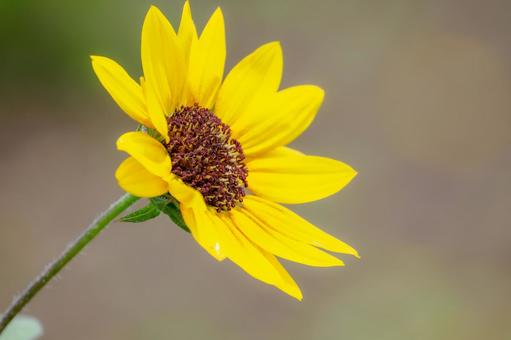 ミニヒマワリ⑷ 初夏,花,ミニヒマワリの写真素材