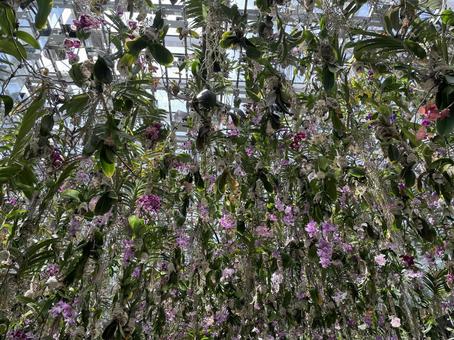 Photo, flower, plant, flour, 