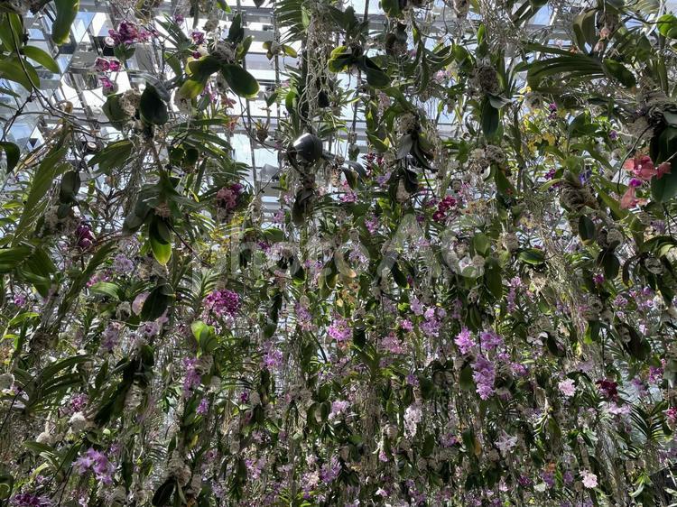 吊るされた植物 花,植物,フラワーの写真素材