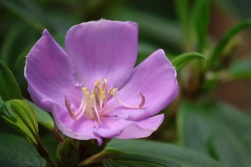 紫色の花びらのノボタンの花のアップ 紫色の花びらのノボタンの花のアップの写真