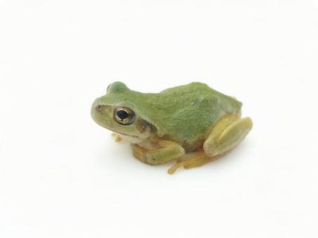Photo, a frog, japanese frog, frog, 