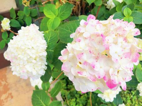 紫陽花 紫陽花の写真