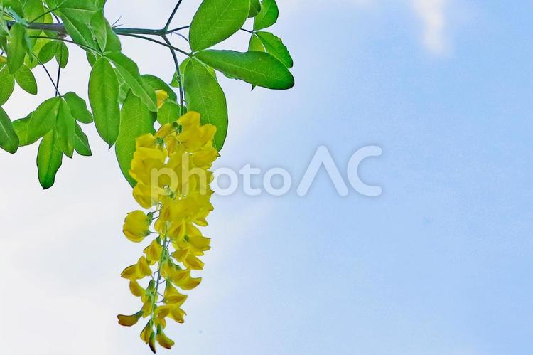青空と一房のキバナフジの花 キバナフジ,黄色い藤の花,一房の写真素材